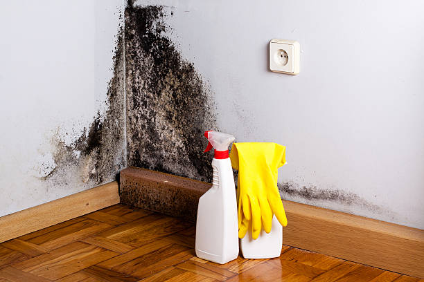 Best Toxic Mold Removal  in Geneva, IN